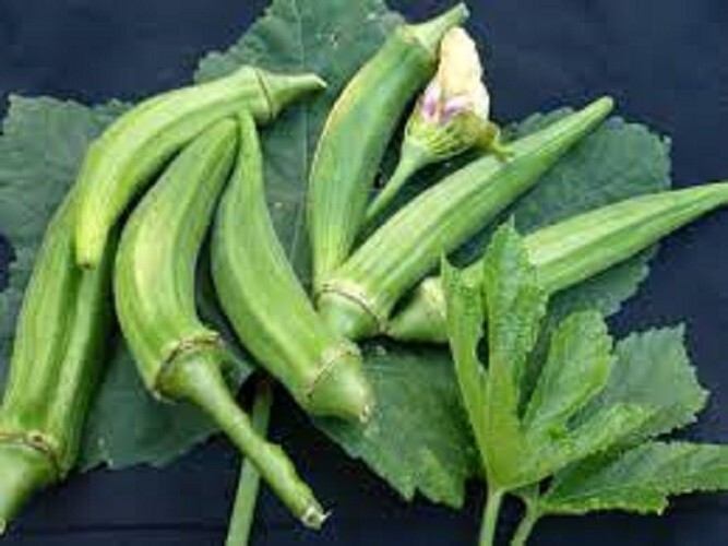Premium Okra – Clemson Spineless Organic Heirloom – Most popular okra variety!
