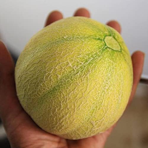 10 Minnesota Midget Melon Seeds Grow Fun Midget Melons That Taste Great