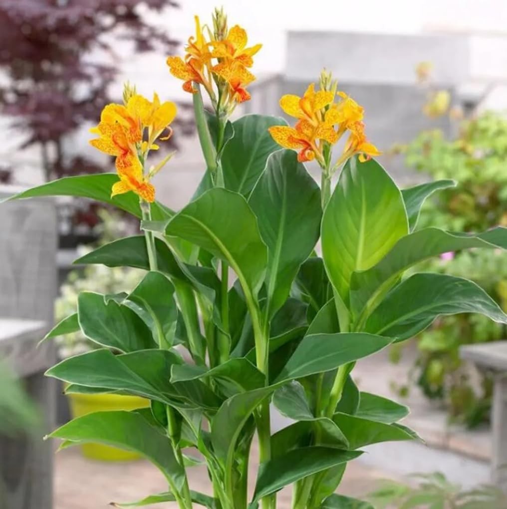 10pcs Canna Lily Seeds Canna x Generalis Cleopatra Ornamental Plant Seeds Hom…