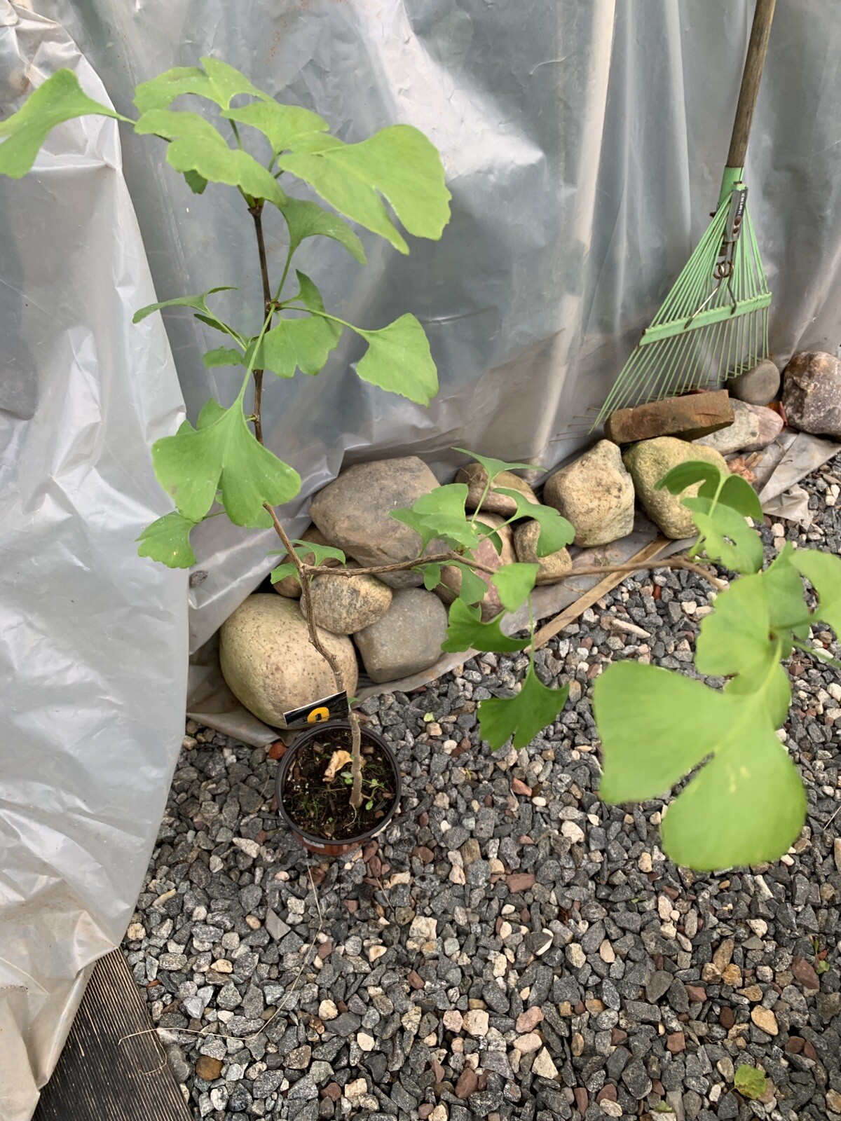 Ginkgo #9, exact plant, 4 year old. Shipped with roots wrapped. No soil.