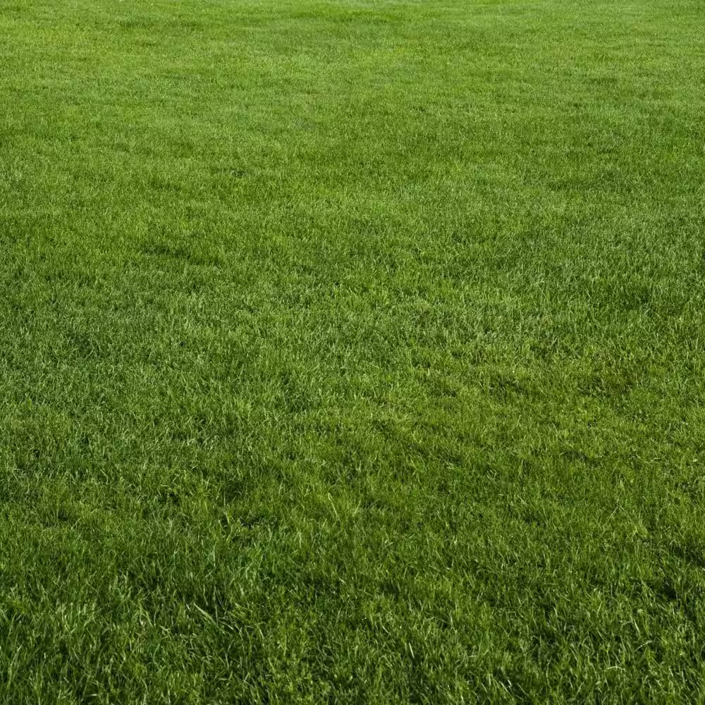 100 Sq. Ft. Big Roll Year around Green Grass Mixture