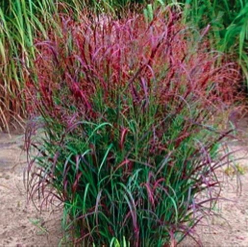 (5) “Red Flash Caladiums” Large Bulbs for Spectacular Blooms