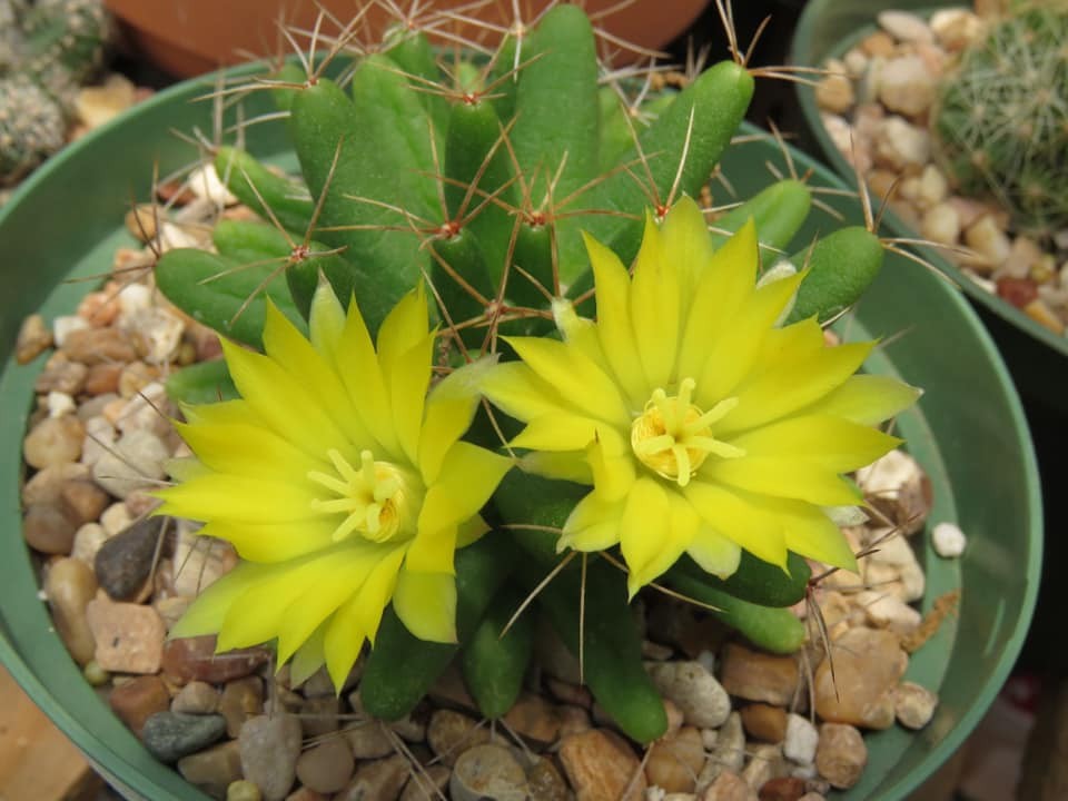 Seed- Mammillaria longimamma 25+ seeds (2025)