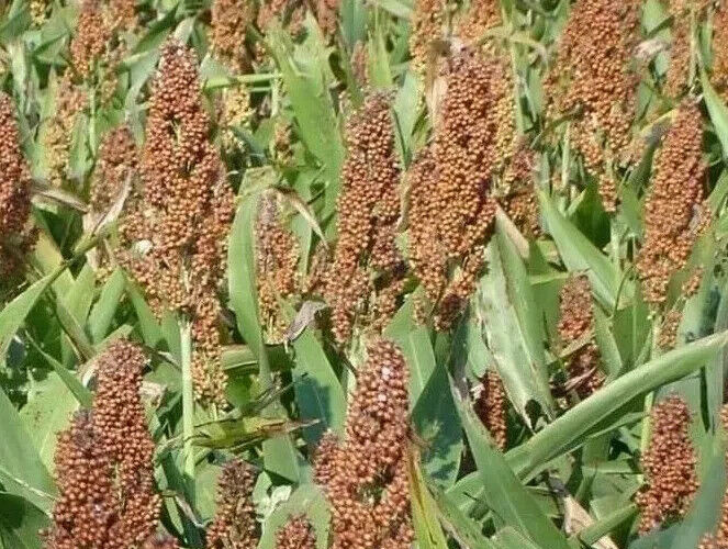 ROX ORANGE, SORGHUM CANE SYRUP SEEDS, 1oz, Waconia, Non-GMO S&H with Tracking #