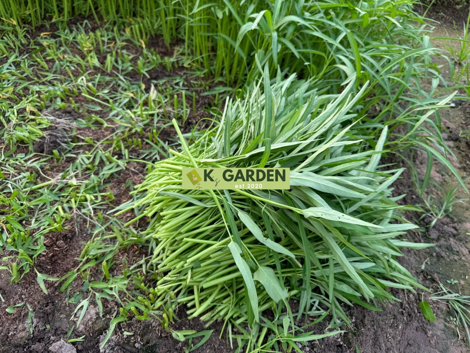 WATER SPINACH (SMALL LEAF) SEEDS,ONG CHOY, KANGKONG, RAU MUỐNG LÁ TRE (400+ pcs)