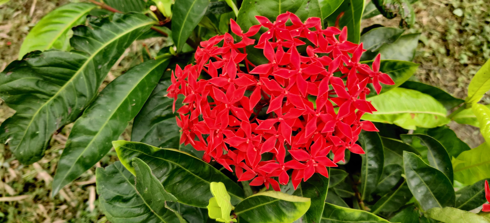 10 GAY BUTTERFLIES MILKWEED Red Yellow Orange Mix Asclepias Tuberosa Flower Seed