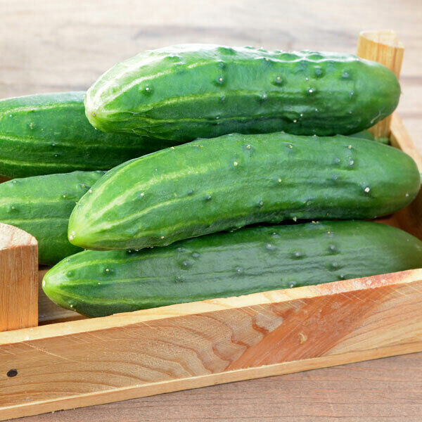 SCARBOROUGH SEEDS 50 Spacemaster 80 Cucumber Seeds | NON-GMO | Garden Seeds USA
