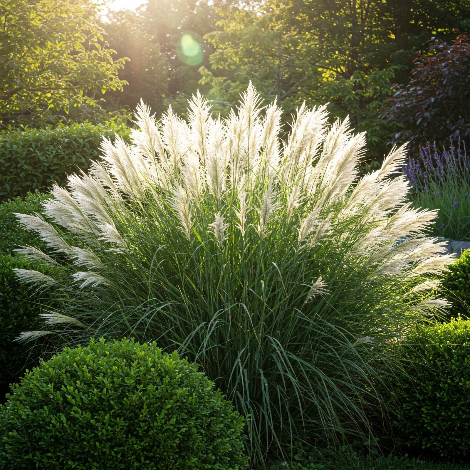 White Fountain Grass Live Plant Fast Growing In Nature 1 Gallon Pot 1-3 FT Tall