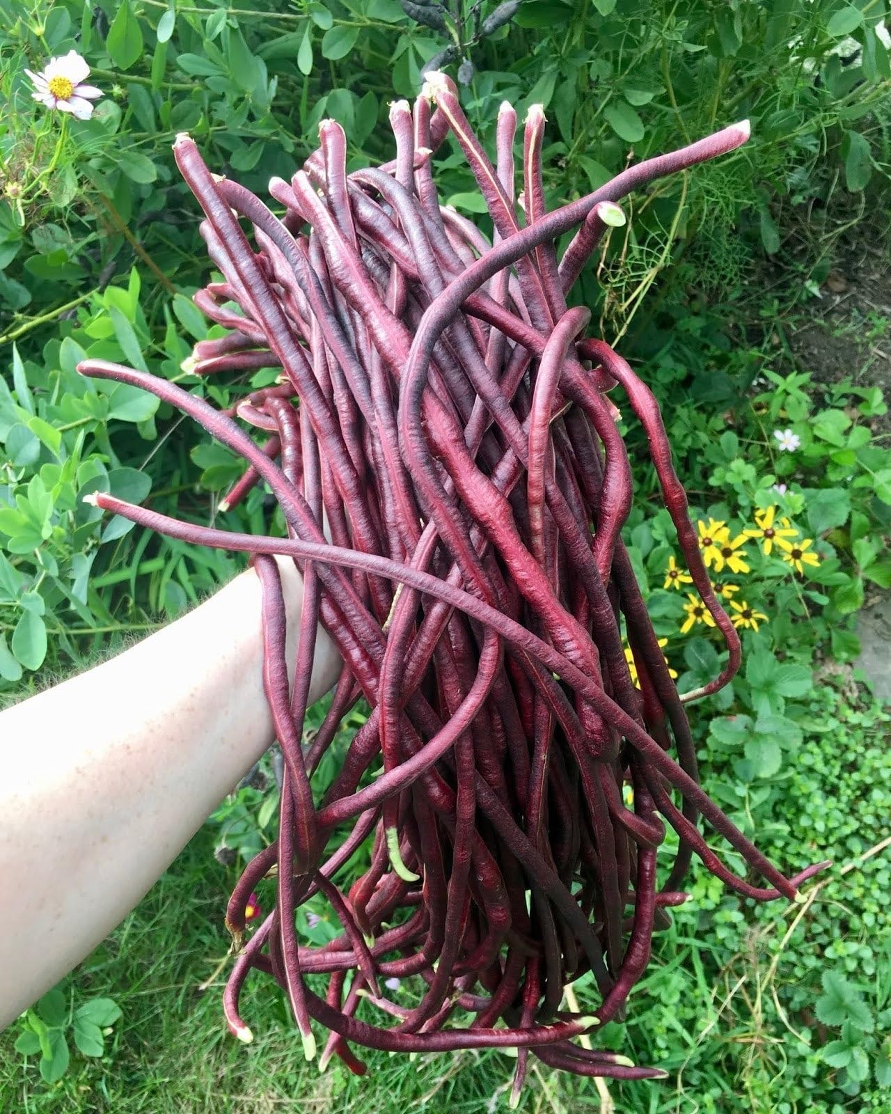 Yard Long Bean Seeds – 5 Varieties Mix – 30+ Count – for Colorful Garden