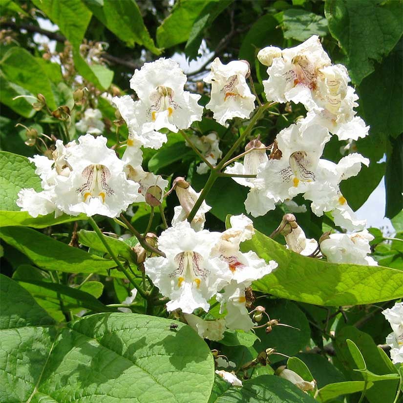 1 Northern Catalpa Tree 12-24″ Tall Catalpa speciosa Bare Root