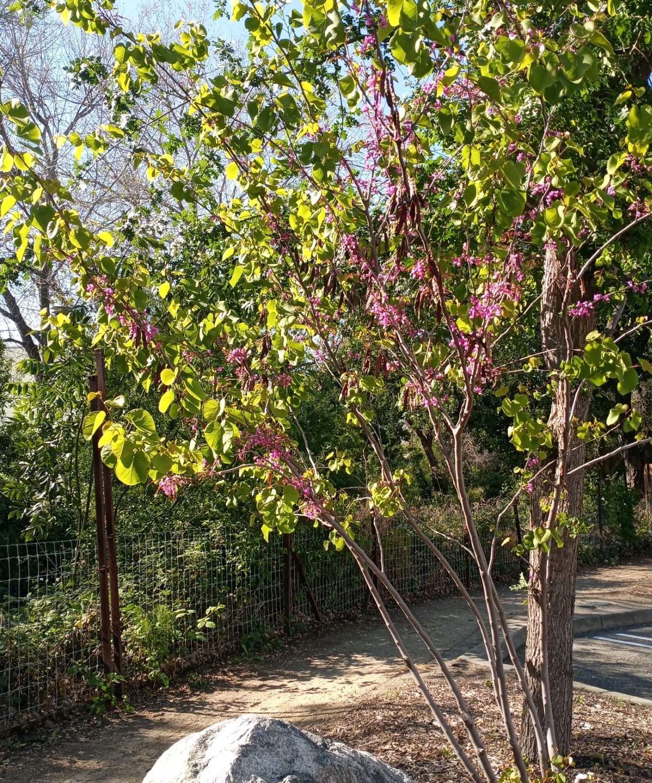 Judas Tree 25 Seeds (Cercis siliquastrum) Mediterranean Redbud Flowers Fast