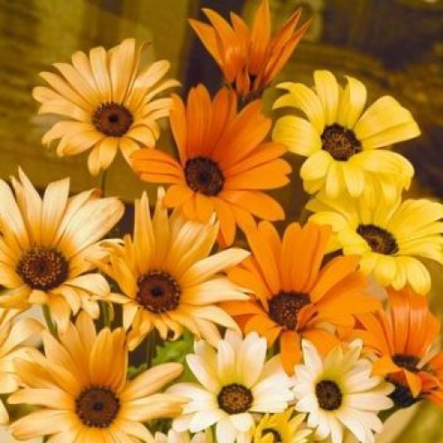195 SEEDS – daisy AFRICAN – SUN/ HEAT orange/ yellow GroCo – BUY 15-SHIPS FREE