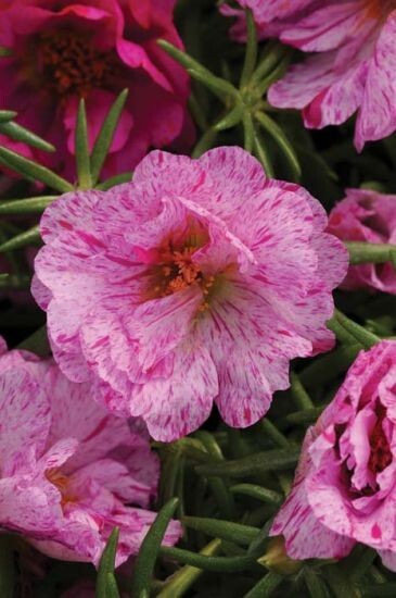 Portulaca Happy Hour Peppermint – 15 Pelleted Seeds – Moss Rose – Reseeds