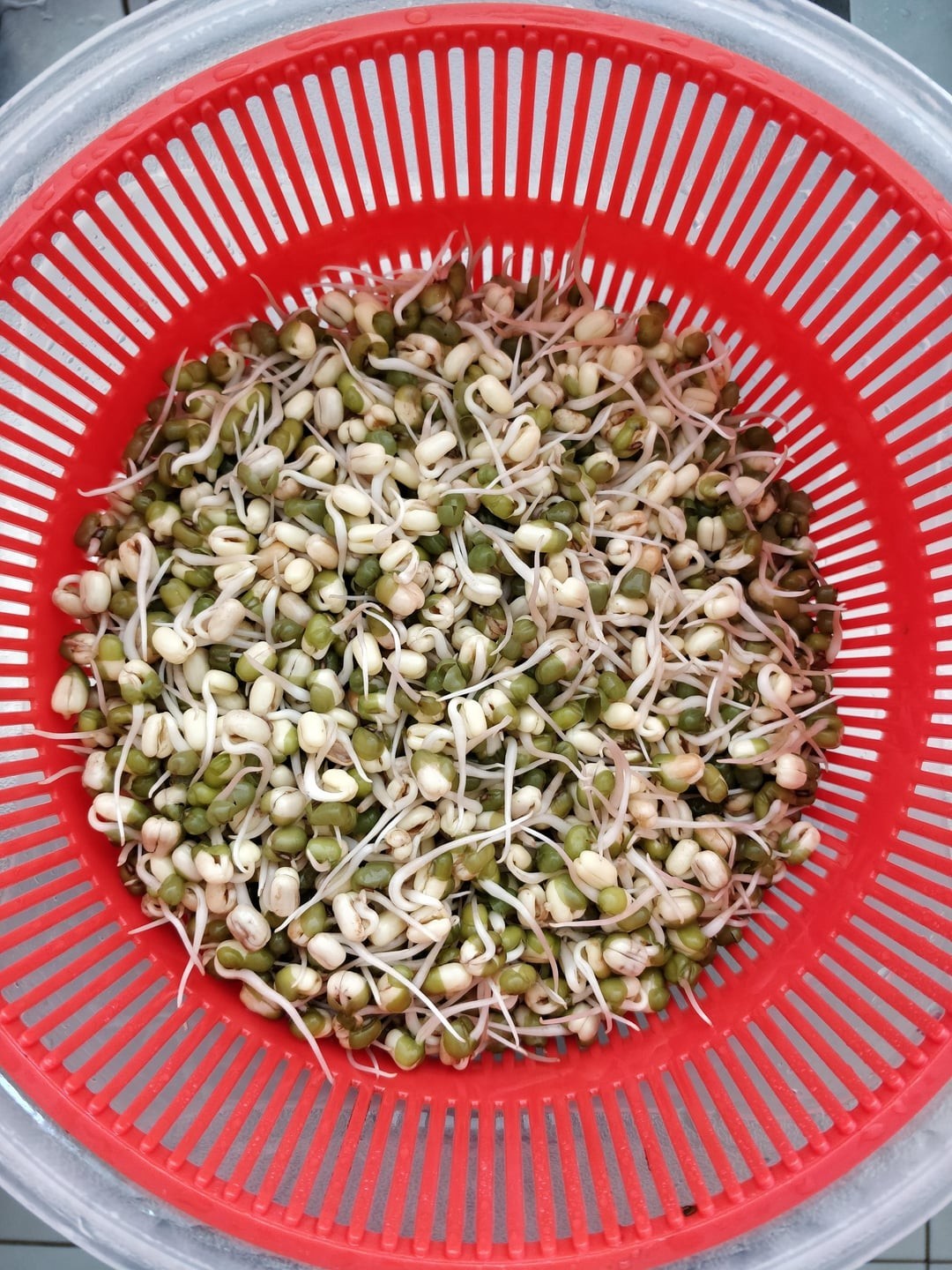 Brown Mung Bean Seeds (40) / Bush Bean / Bean Sprouts / DELICIOUS / Rare