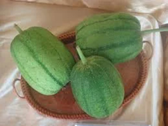 10 Taiwan APPLE LUFFA Hybrid Seeds; 蘋果絲瓜 very sweet can be eaten raw; from 農友種苗