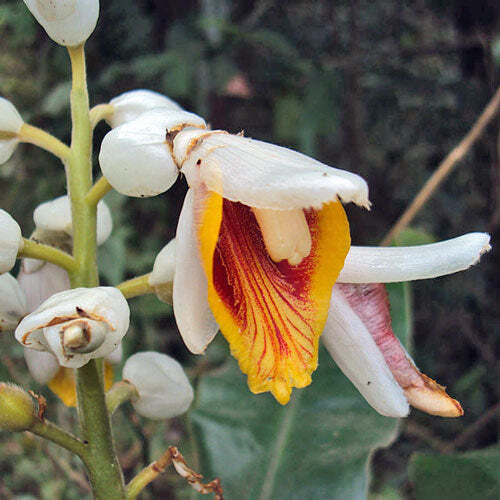 Alpinia malaccensis | Ornamental or Malacca Ginger | 5 Seeds