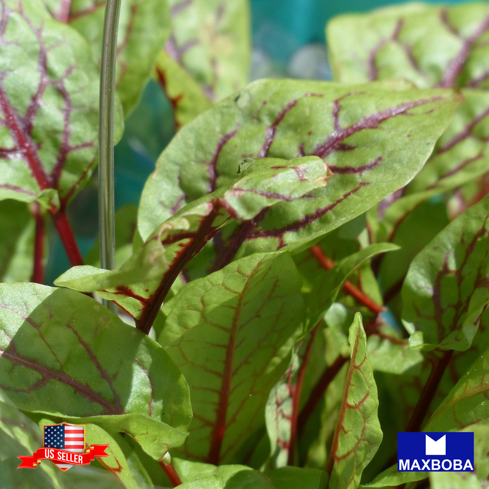 500+ Red Veined Sorrel Seeds Heirloom Non-GMO BTGO 75% OFF