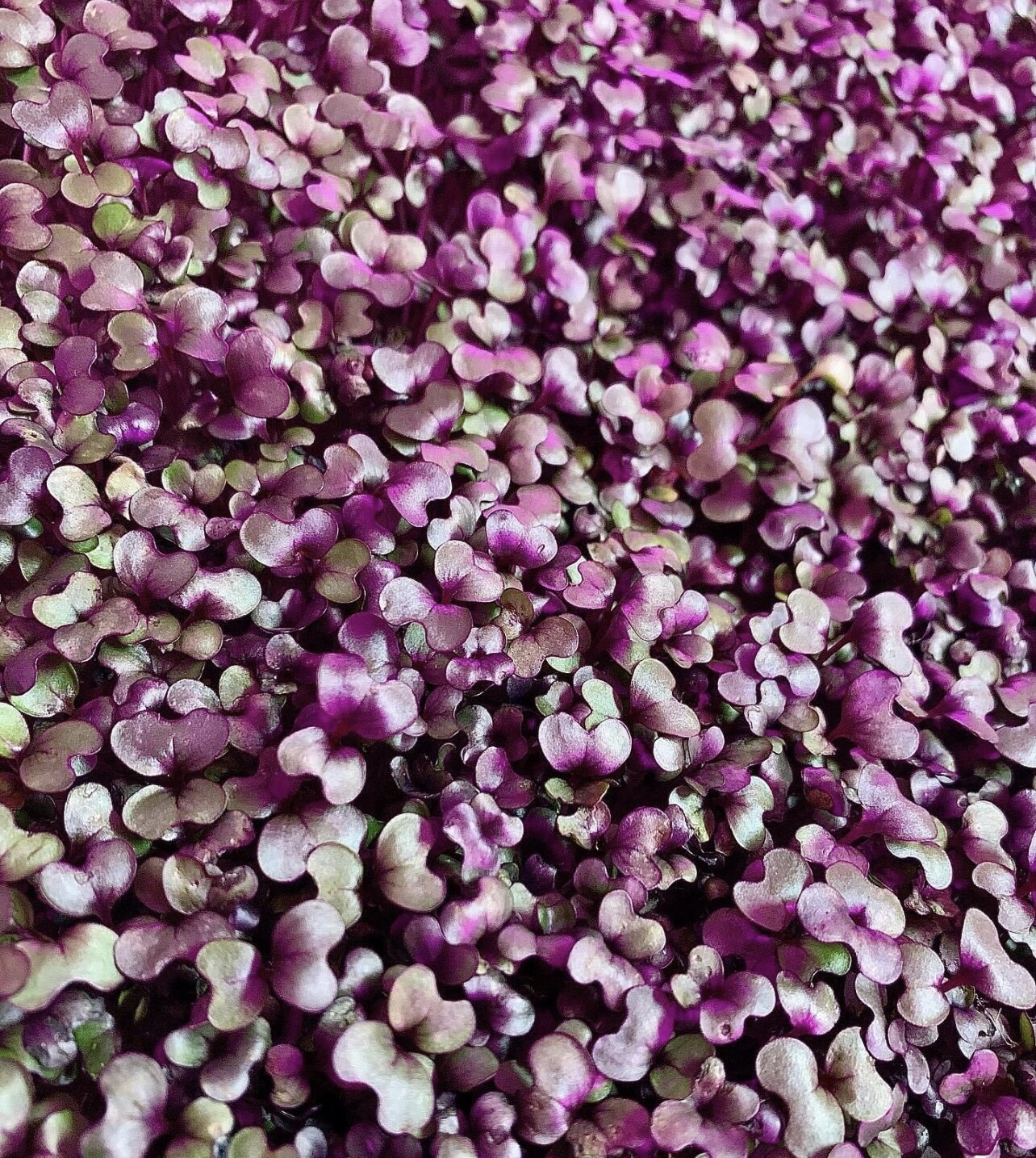 Red Acre Cabbage Seeds | Heirloom | Organic | Cold Tolerant | Disease Resistant