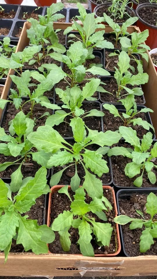 🌿 Epazote Seeds – 1000 Seeds per Pack – Fresh & High Quality! 🌿