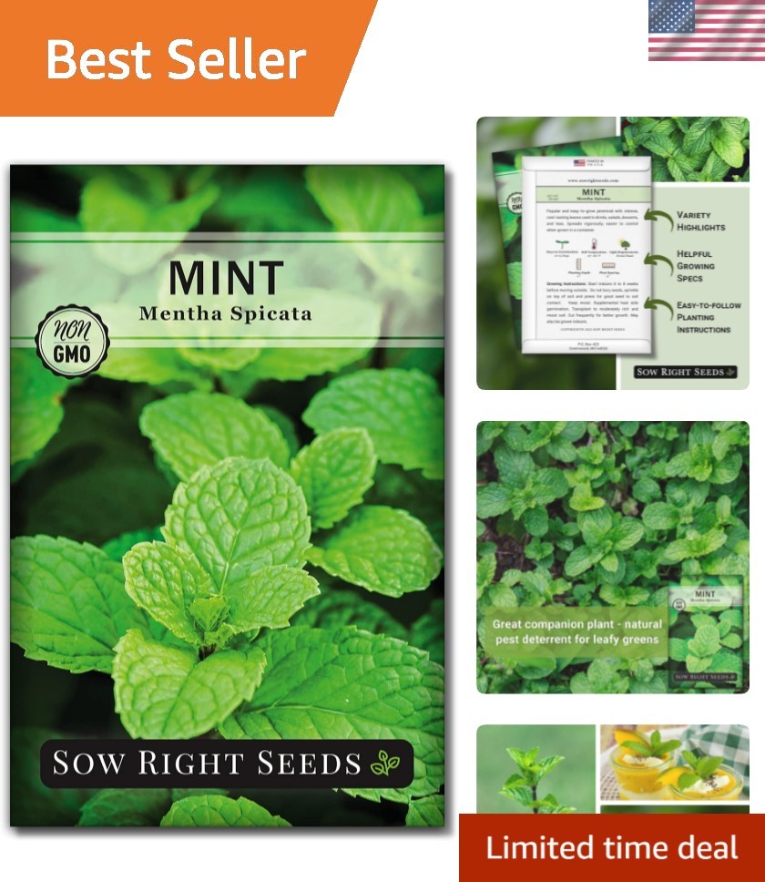 Mint Seeds for Planting – Non GMO Heirloom Perennial Herb for Indoor or Outdo…