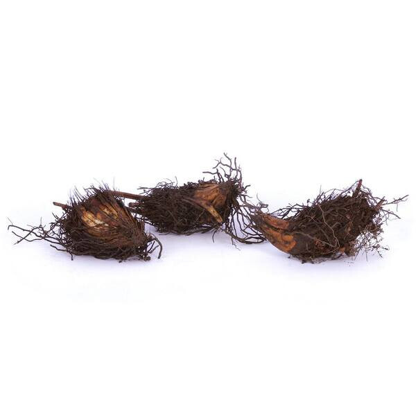 1 Lady Fern Athyrium filix-femina Wildflower garden Dormant Bare root crown