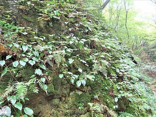 Hosta longipes var. longipes | Amagi Rock Hosta | 10 Seeds