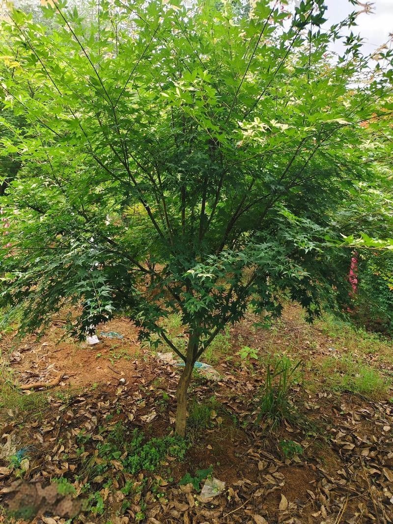 75 pcs Red Maple Tree Seeds for Planting. Acer Rubrum, Swamp Maple Tree Seeds