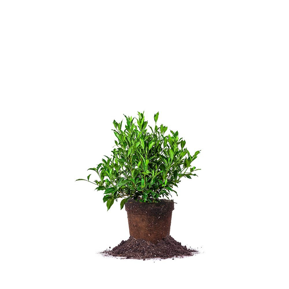 Gardenia Live Plant in 1 Gallon Pot – August Beauty for Your Garden