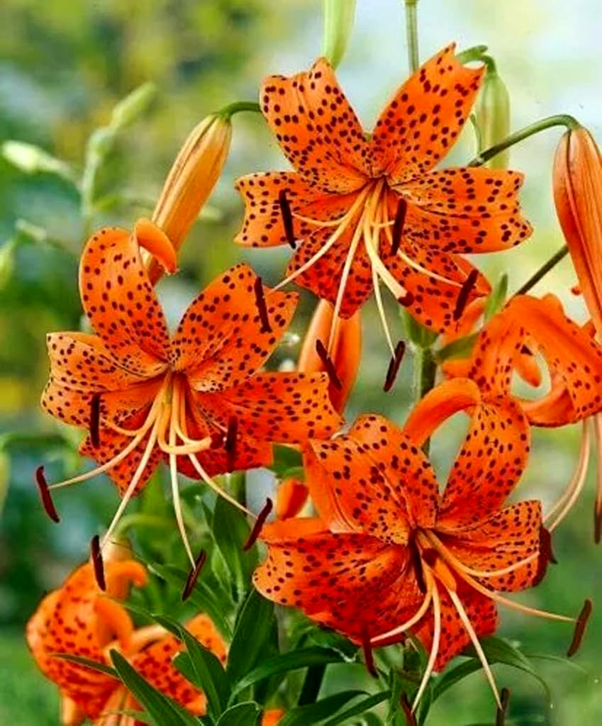 Lily Flower Bulbs Tiger Lilies 3 Large Orange Black Florist Flowers Spring Plant