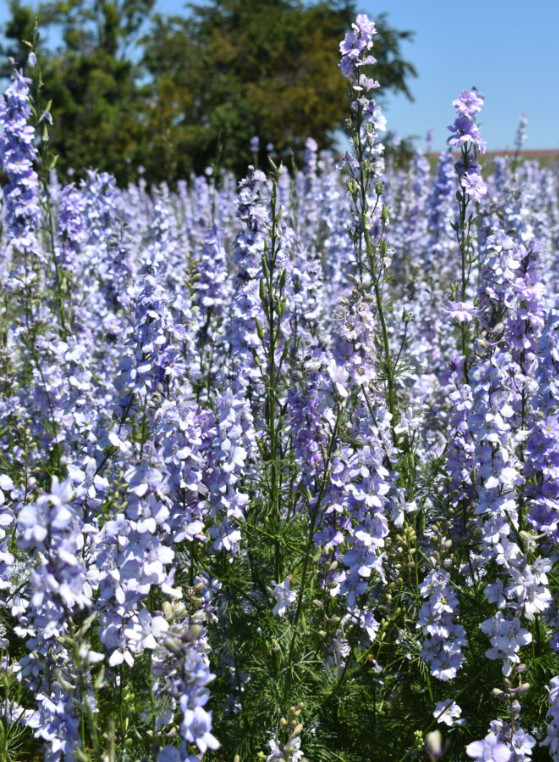 Rocket Larkspur Delphinium LIGHT BLUE Cut Flowers Pollinators Non-GMO 500 Seeds