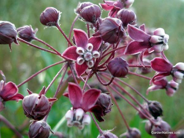 Asclepias cordifolia | Heartleaf Milkweed | 10 Seeds