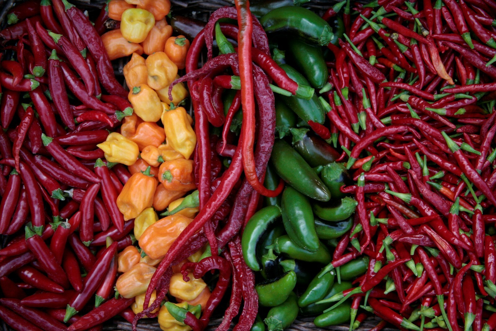 Multi hot pepper seed-pak 6 EZ varieties non-gmo heirloom BIG FLAVOR!!