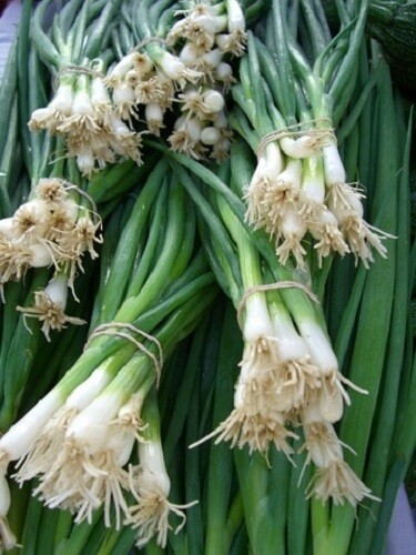 Bunching Onion Seeds 500 Seeds Evergreen Hardy Onion Seed Garden Seed