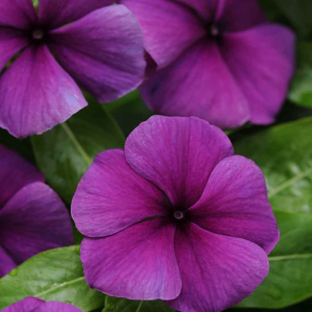 50 Seeds Drought Tolerant Blueberry Violet Purple Periwinkle Vinca Flower Seeds