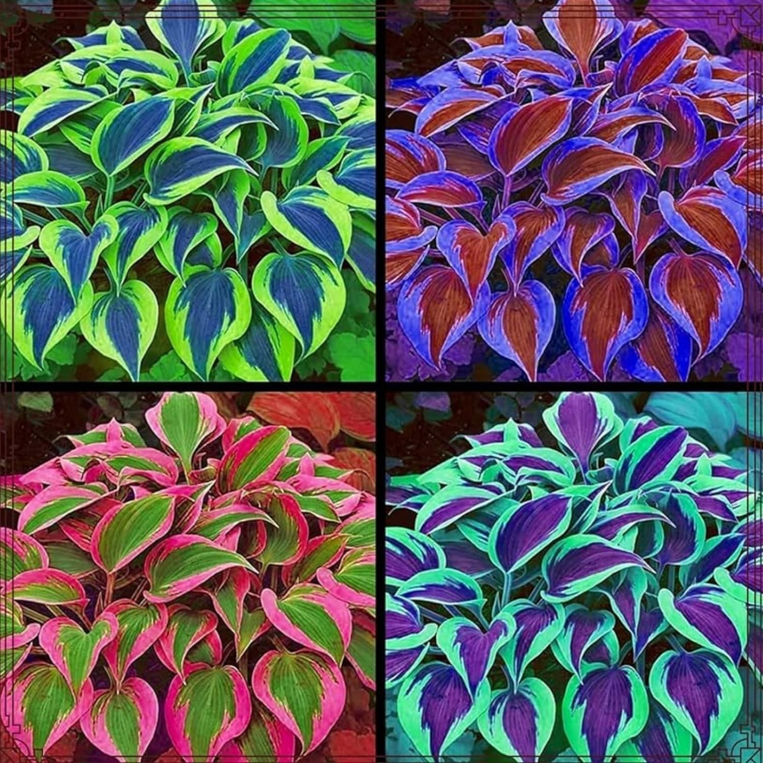 100 Hosta Seeds for Planting – Shade Perennial Garden Plant Varieties