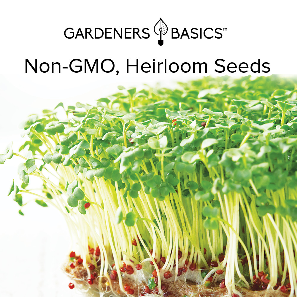 Waltham 29 Broccoli Sprouting Seeds – 1 Pound