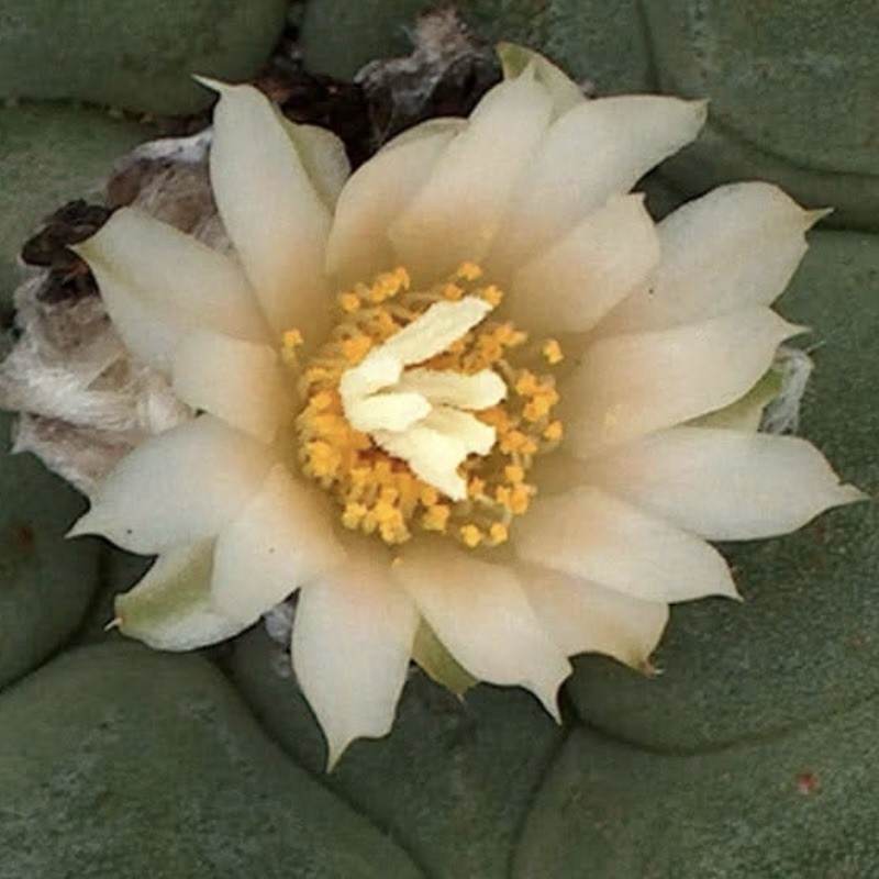 RARE SEEDS (10pk) L0ph… Diffusa Cactus US SELLER