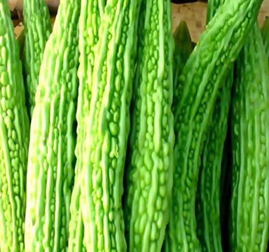 Mara Long Variety Bitter Melon – 100 Non-GMO Seeds