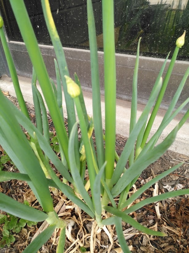 1000 Japanese Evergreen White Stem Green Onion Seeds, Scallion Bunching Allium