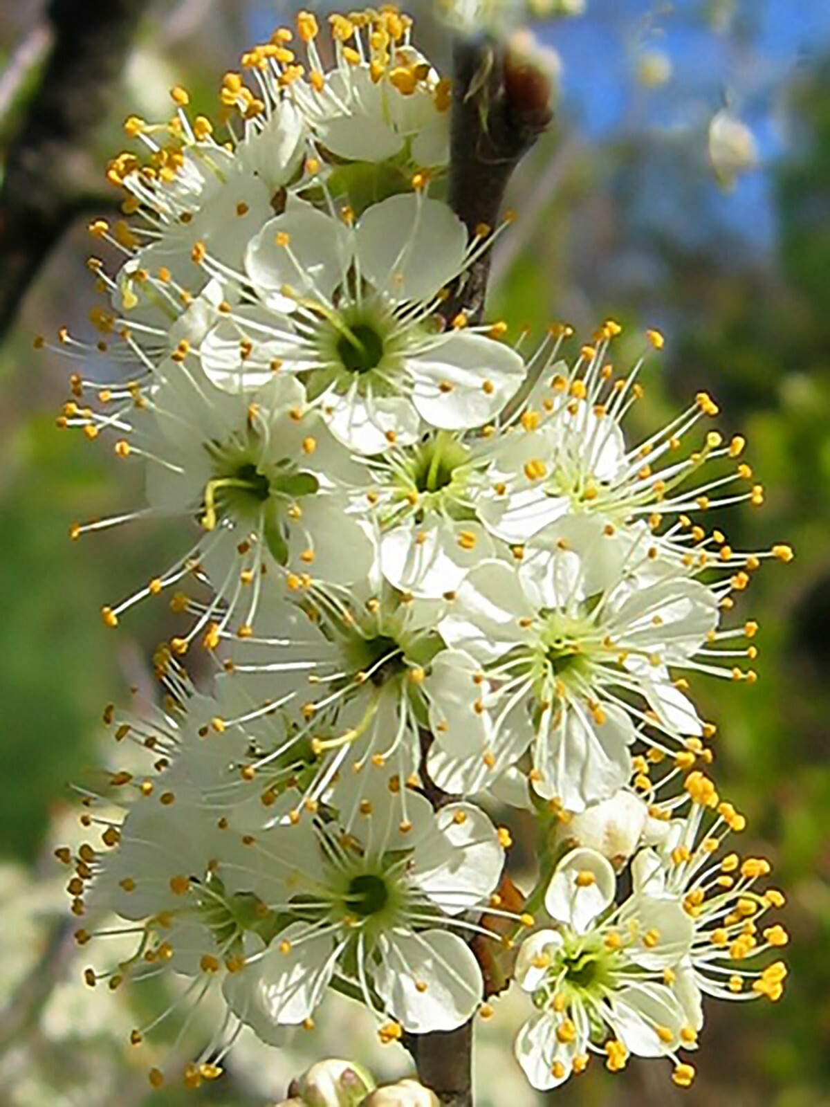 Beach Plum, Prunus maritima, Shrub Seeds