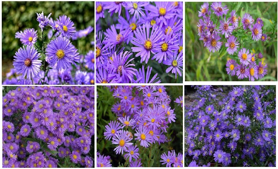 LOTS OF VARIETY OF 8 DIFFERENT KINDS OF FLOWER SEEDS GREAT DEAL! #020 USA Seller