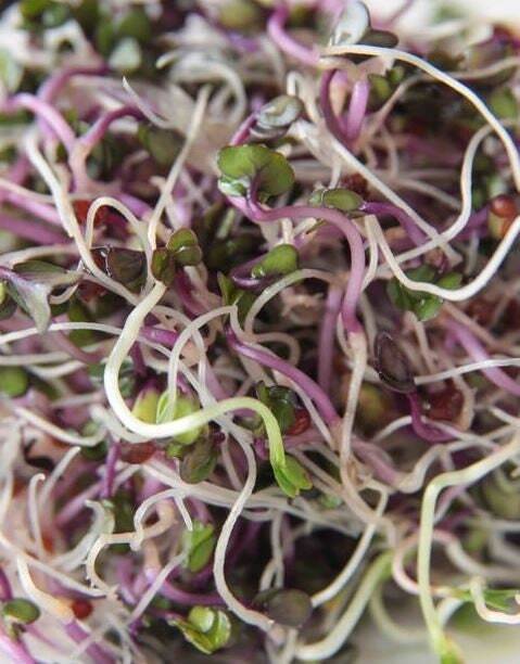 Country Delight Sprouting Seed Mix – 5 Varieties – Organic – Non Gmo – Heirloom