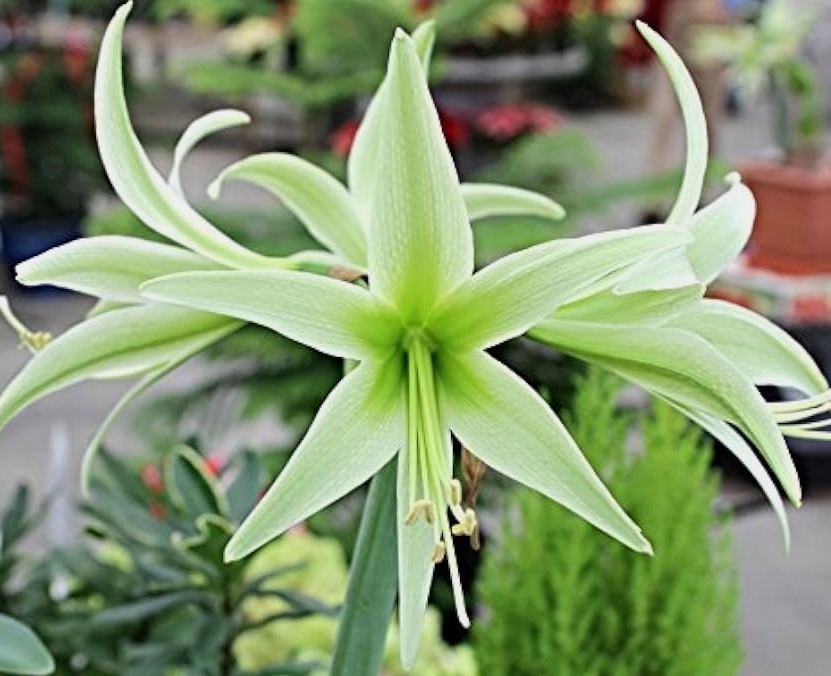 Lemon Star Double Flowering Amaryllis Spectacular Flower Bulb, Check our Store