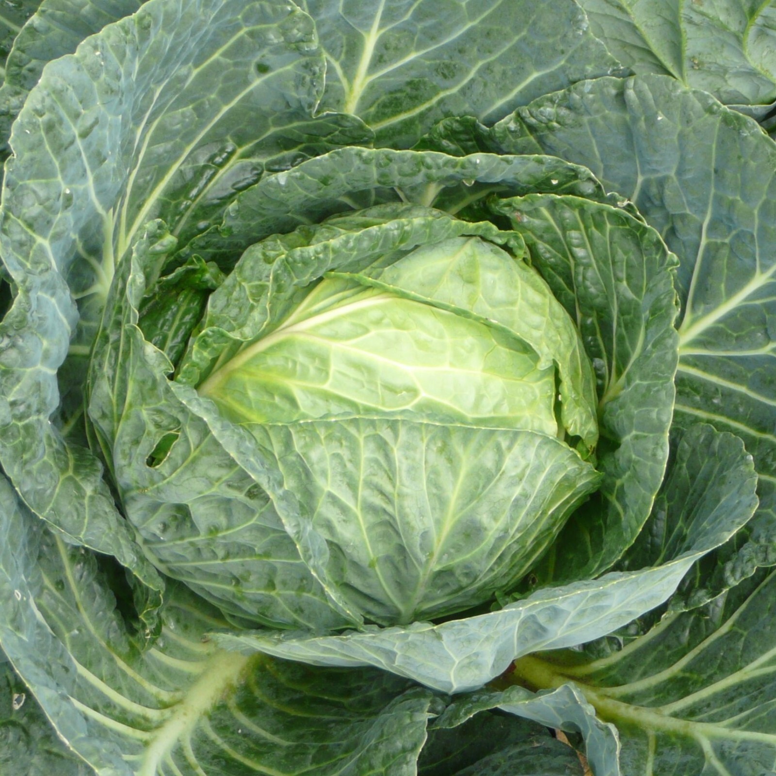 Cabbage Seeds, Golden Acre Heirloom, Non-GMO, Fast Growing, Free Shipping