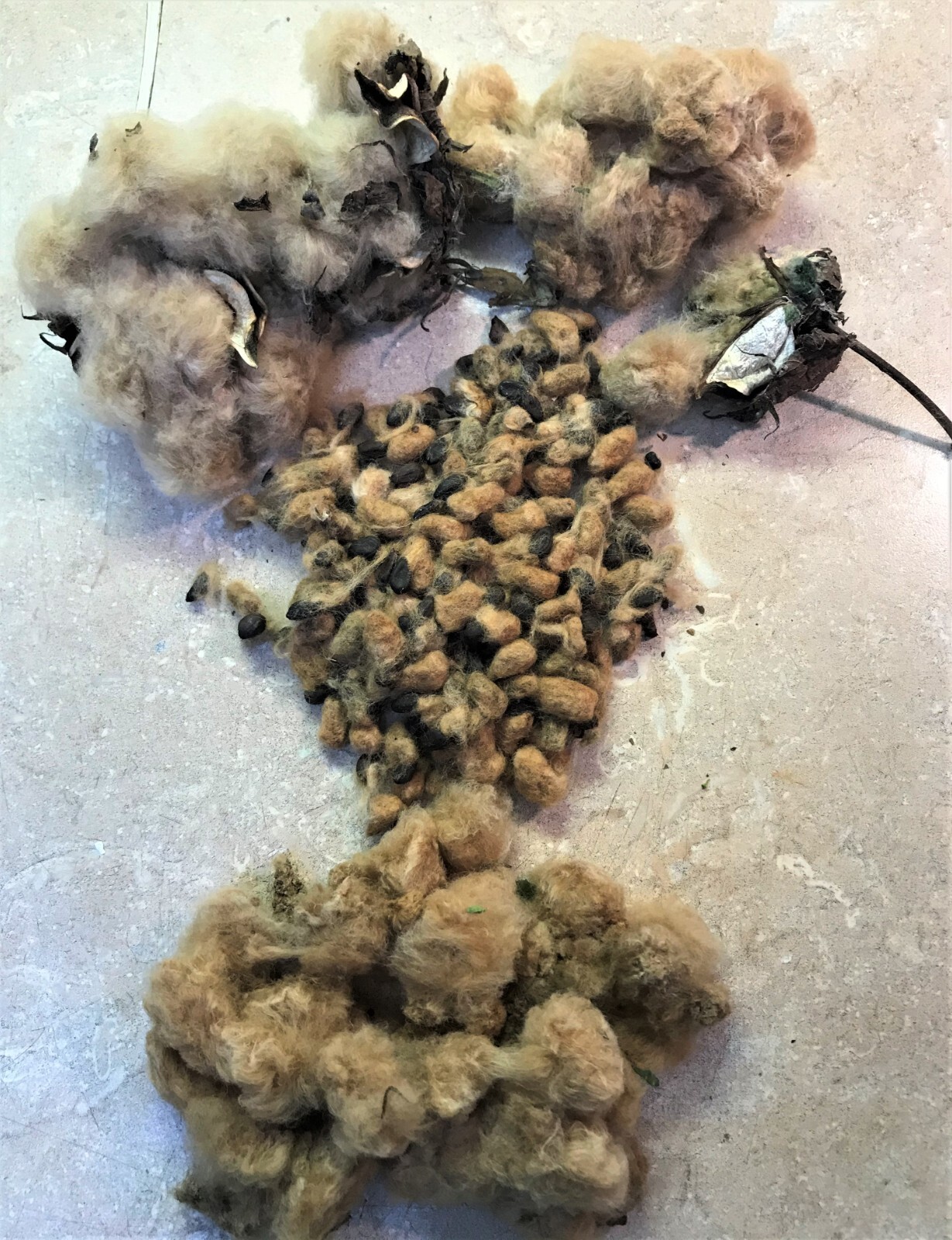 30 MISSISSIPPI BROWN LINT Cotton Seed Extremely Rare Heirloom Ornamental