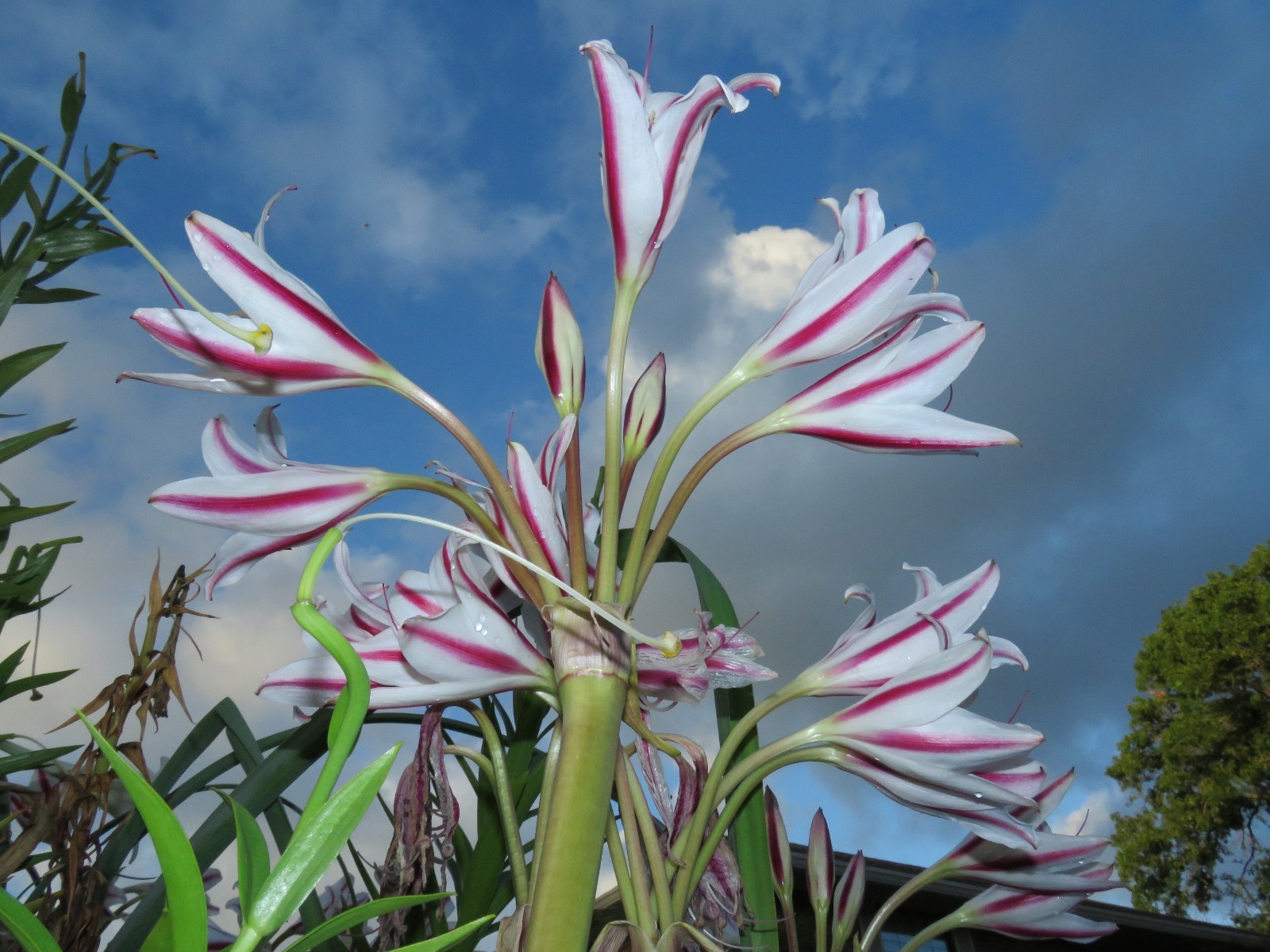 Crinum Lily, scabrum Margie Brown, large, near blooming-size bulb, NEW, RARE
