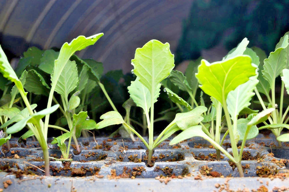 601+VATES Blue Curled Scotch KALE Seed Organic Spring Fall Garden Container Easy