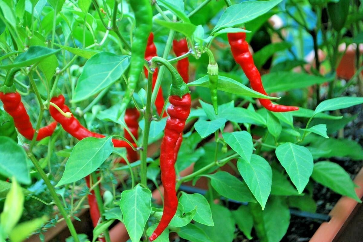 101+CAYENNE Hot Red PEPPER Seeds Organic Summer Vegetable Garden Container Easy
