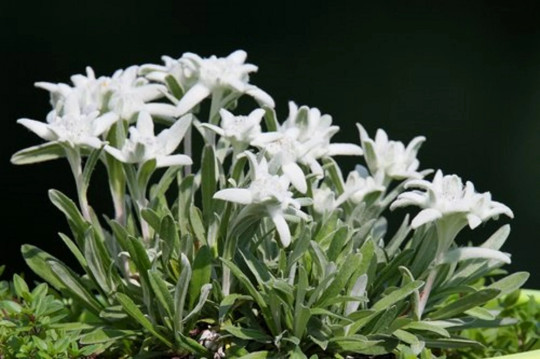 200+ Edelweiss Herb Seeds (Leontopodium Alpinum)