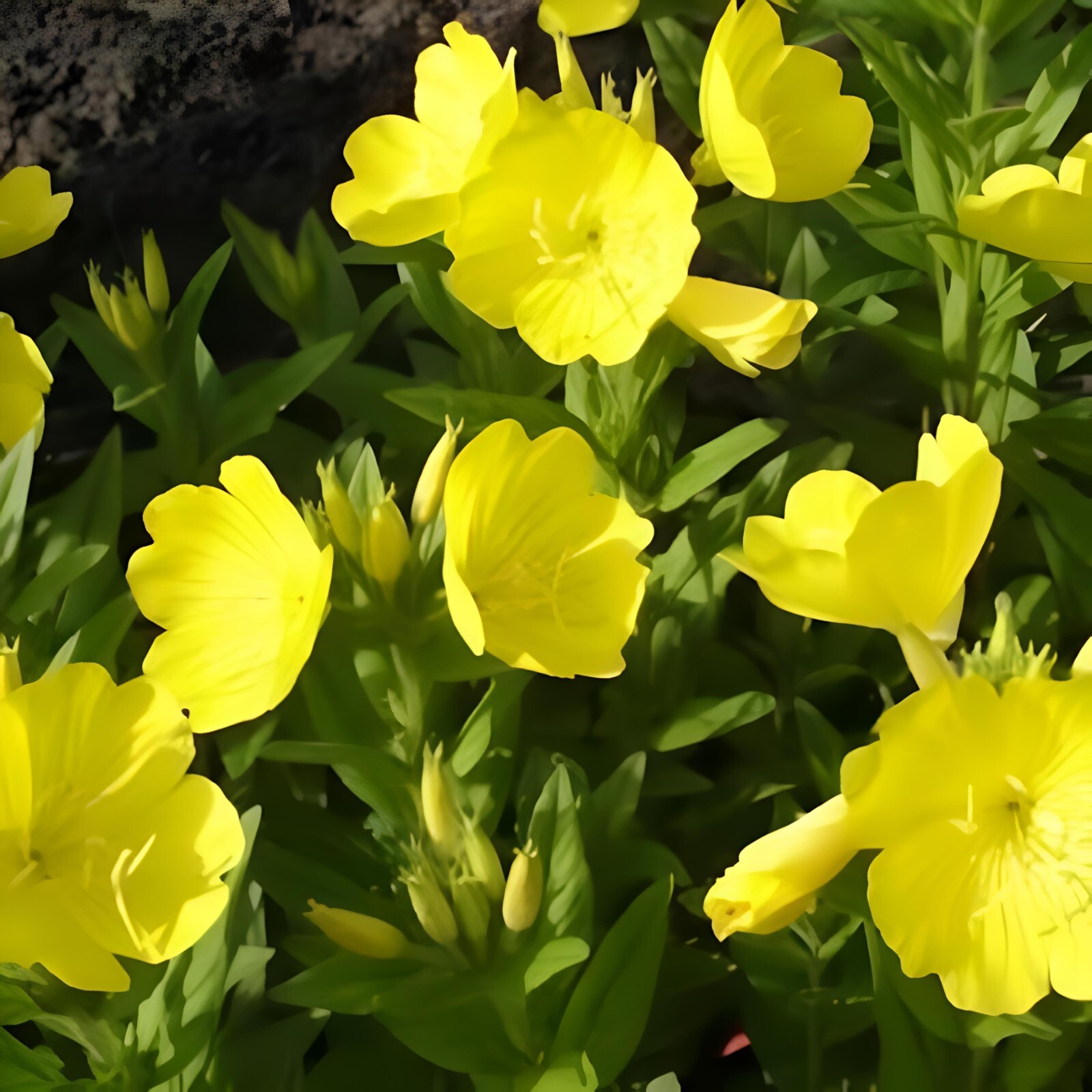 1500 Common Evening Primrose Seeds, Beautiful Yellow Flowers, Fragrant,